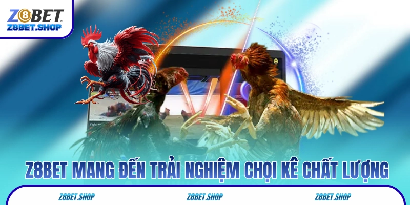 Đá gà Z8Bet mang đến trải nghiệm chọi kê chất lượng